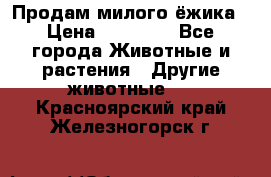 Продам милого ёжика › Цена ­ 10 000 - Все города Животные и растения » Другие животные   . Красноярский край,Железногорск г.